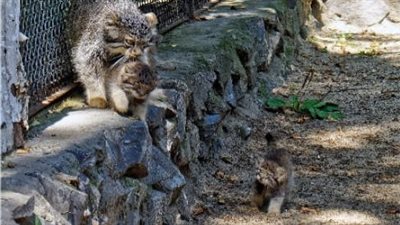 “16 Wild Felines Born at a Siberian Zoo – Get Ready to ‘Aww’ Over Their Cuteness!”
