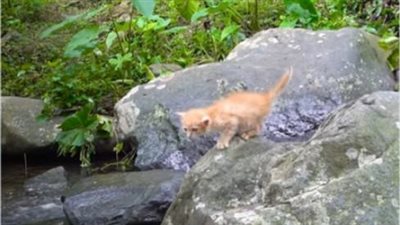 Who came to save the poor cat who fell into the stream, the hot sun stiffened his body and collapsed in pain