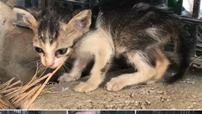 The poor cat was abandoned in an abandoned house, struggling to find help on a deserted road and will luck come to him in this fateful moment