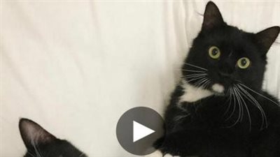 Rescue and Adoption of Ailing Kitten and Her Feline Sibling: A Heartwarming Tale of Love and Care