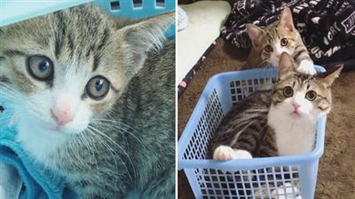 Saved from a shelter, a cat reunites with his long-lost feline brother and becomes completely devoted, forever thankful for their unexpected reunion
