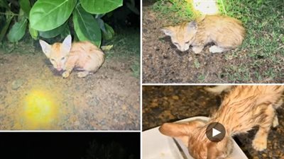 We discovered a plaintive kitten, thin and drenched, crying as it lay on the water’s surface.