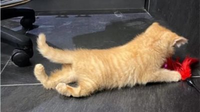 A kitten experiences the pure delight of sprinting on all four legs for the very first time, revealing a world filled with joy.
