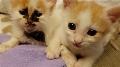 Adorned with distinctive markings, a resilient kitten insists on seizing the spotlight, rebounding from the brink of despair and thriving in its newfound glory.