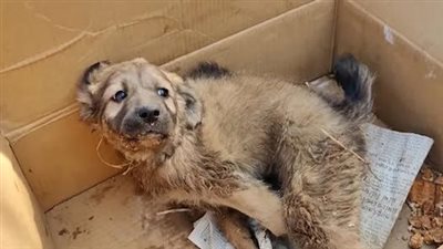 This poor dog was found by a kind man lying on the side of the road, extremely hungry and full of fleas.