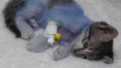 Abandoned and abandoned in a cardboard box, this poor cat still defies the odds and refuses to give up hope of life.