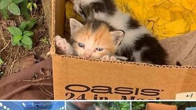 A compassionate man stumbles upon a parking lot and discovers a box containing an abandoned litter of kittens.