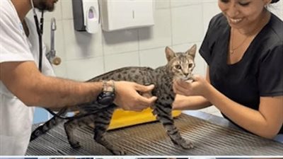 In the darkness of the night, a hero came to the rescue of a cat suffering from seizures after ingesting rat poison.