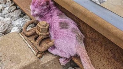 In a heartbreaking story, a poor cat abandoned and abused by her owner finds herself lying on the train tracks, with only fate deciding her life or death.