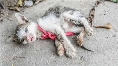 He collapsed in pain on the way to fight hunger but no one cared to take this small creature away.