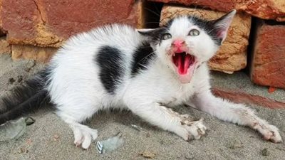 The poor cat cries every night because no one cares but fortunately a miracle has come to him in this helpless time
