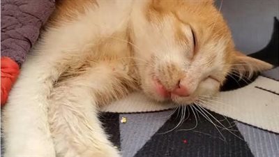 Please let a miracle happen to this poor kitten left in a broken and exhausted state to the point of collapse and the ending behind that story