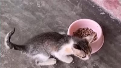She was tortured and kicked out of the house by her owner, the poor cat was exhausted from screaming for 4 hours.