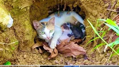 Rescued the family of the karmic cat buried in a dirt tank near the trash can, thank God for helping them overcome the danger