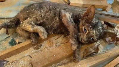 The poor cat was abandoned by the inhuman owner in the abandoned house, fortunately discovered and rescued by a kind man in time.
