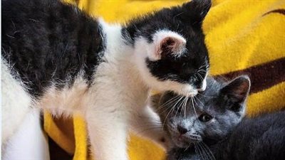 Clinging tightly to one another, two abandoned street kittens defy separation, finding comfort in their unbreakable connection.