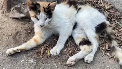 Left abandoned by the roadside, a destitute cat was rescued by a compassionate individual who promptly took it to a veterinary clinic for much-needed care and attention.