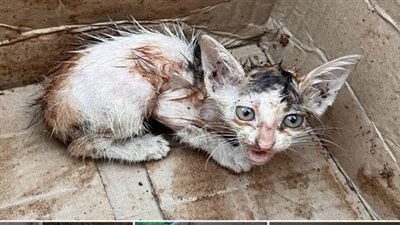 The poor cat was skinny and had no chance of survival, he collapsed in despair until he saw something.