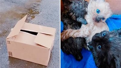 Shelter Saves Wet Box of Abandoned Kittens Found in Their Parking Lot