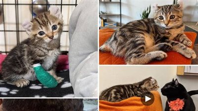 A once crippled cat has become the belle of the ball thanks to the kind care and help of good-hearted people