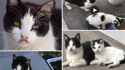 After a kind couple fed a stray cat, she returned with her adorable kitten in tow