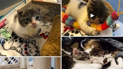 Despite being a sick and weak kitten, the perseverance and determination of this little cat to thrive in life is truly admirable