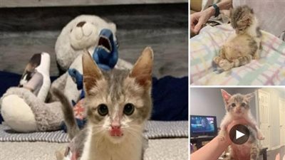 A paralyzed kitten, who will never grow any bigger, loves the spotlight just as much as any other cats