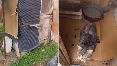 Ćirko, a blind cat from Croatia, spent years living in a cramped chicken coop, deprived of the freedom and space that all cats deserve
