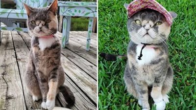 Despite being at risk of being euthanized due to its flat nose, the kitten’s life was saved and it went on to become a worldwide sensation, proving that it was worth believing in