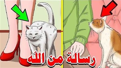 ما دلالة اقتراب القطط منك؟