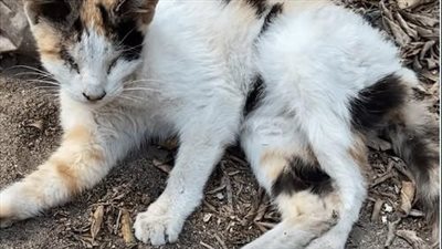Residing alone on the street, a blind and paralyzed cat patiently awaited someone to come to her aid.