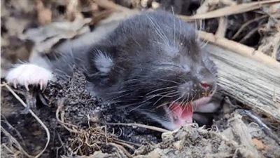 In a desolate location, a 4-day-old kitten was discovered, left alone and crying for help.