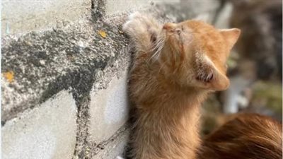 Lonely and abandoned: The touching story of a poor stray cat who was poisoned, exhausted, painful, and unable to stand up makes us cry