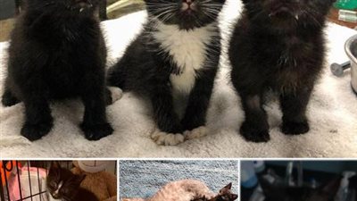 The rescued kittens are only 6 weeks old but weigh as much as my 3.5-week-old kitten. They are suffering from severe eye and upper respiratory infections
