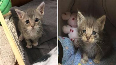 A tiny kitten found outside, no bigger than a small remote, grows up to become a fully-fledged lap cat, overflowing with affection and love to share