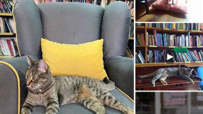 Cat Ceca has been serving as the librarian of this library for many years, and it considers this place as its happy home