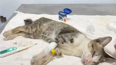 The unfortunate kitten was rushed to the vet in a critical condition, but through tireless efforts, the dedicated team managed to stabilize its health after hours of diligent care