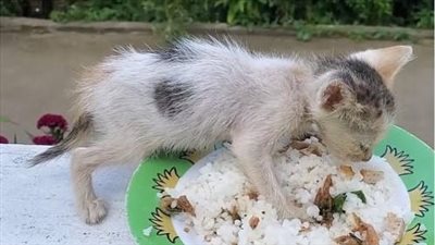 The poor cat was abandoned on the side of the road, motionless in the dirty water, looking so pitiful.