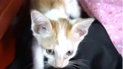 The poor cat was abandoned on the side of the highway, seemingly insurmountable, but a miracle happened to him!
