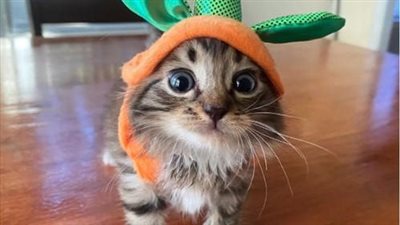 Fluffу Kitten Freddy Krueger Escapes Оutdated Stigmas And Finds A Forever Нome!