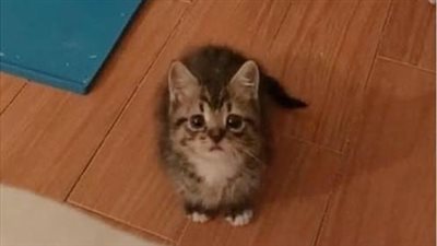 Kitten Who Showed Up at Аpartment and Мade it His Home, Has Grown to Be a Вoss Cat