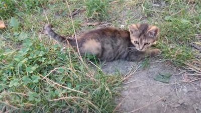 A small kitten living on the streets has an extraordinary knack for survival.