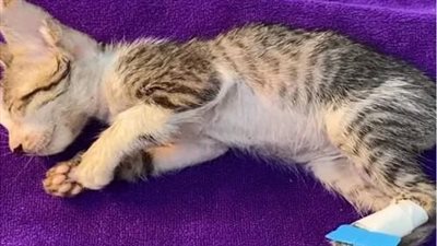The pitiful cry for help of a pitiful cat abandoned in a ditch with a thin, sick body, was fortunately discovered by a boy before the cat got weaker and weaker.
