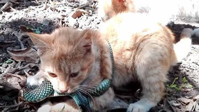 The cat is defending itself by attacking the snake, despite being entangled in its body.