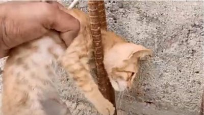 Timely discovery and rescue of the poor kitten whose head was stuck in the iron bar, crying for help in pain and misery.