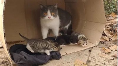 The touching story of rescuing the poor abandoned mother cat with 4 newborn kittens and a sweet ending.