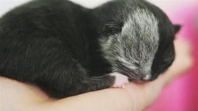  It was a cold, rainy night when a poor mother cat was found abandoned on the street with her four newborn kittens. The mother cat was clearly malnourished and in desperate need of help, and her littl