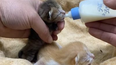 Rescue two kittens abandoned in a landfill, scared to hide in a box, too young to be left alone.