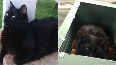 Meet the handsome and wobbly cat who was adopted and returned three times before finding the perfect forever home.