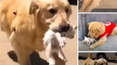 Affectionate Golden Retriever Rescues Stray Kitten During Walk and Brings It Home